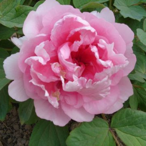 Paeonia suffruticosa oil 1kg/1L OR above