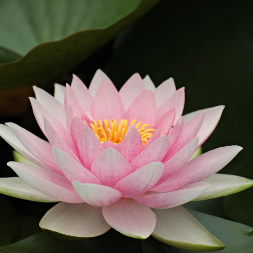 Nelumbo nucifera oil 1kg /1L OR above