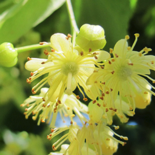Tilia cordata - Linden Blossom (Absolute)