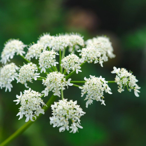 Angelica Glauca - India Angelica Root Absolute
