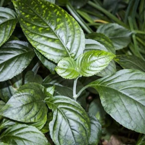 Strobilanthes Tonkinensis Lindau - Glutinous Rice Scented Leaf Absolute