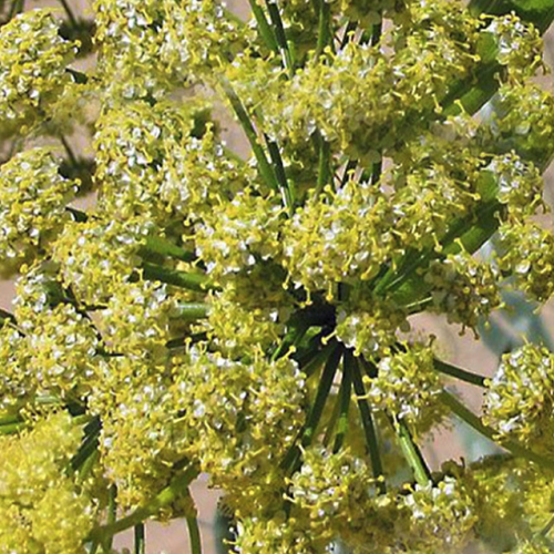 Ferula assa-foetida - Asafoetida essential oil 