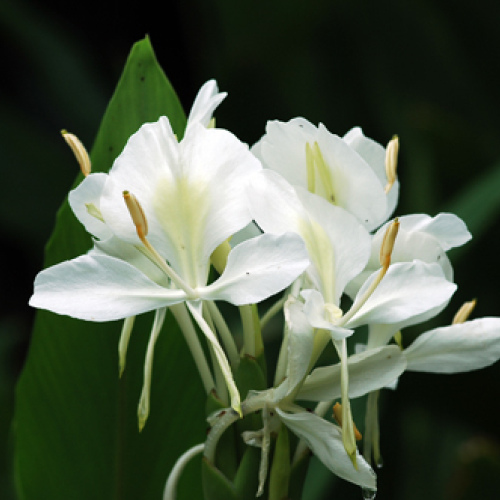 Hedychium coronarium oil 1kg /1L OR above