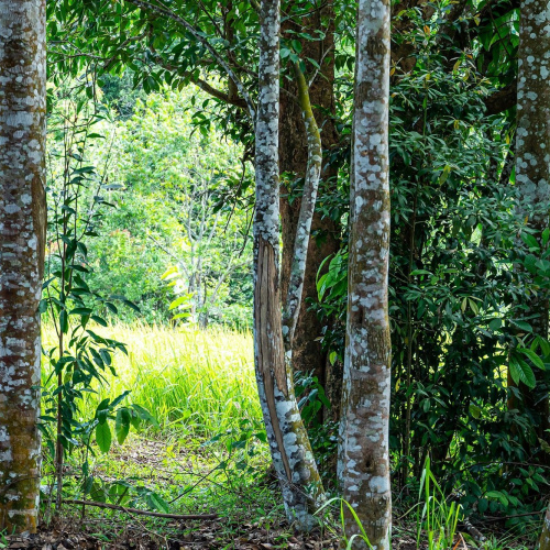 Aquilaria malaccensis - Thai Agarwood oil