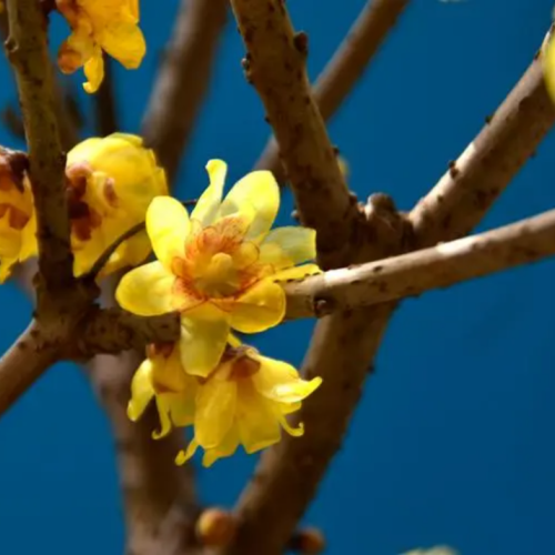 Chimonanthus praecox oil 1kg/1L OR above