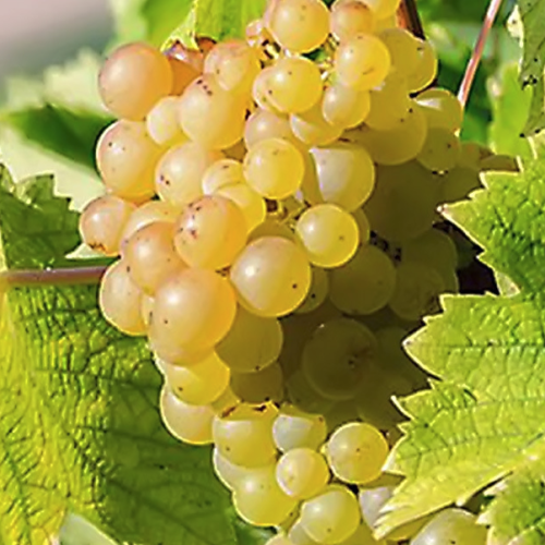 Vitis vinifera - Cognac essential oil 
