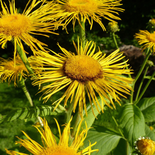  Inula helenium - Elecampane essential oil