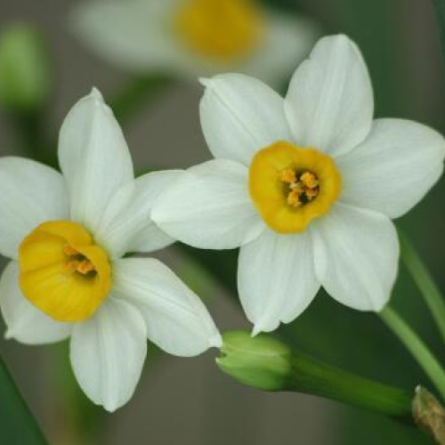 Narcissus tazetta oil 1kg/1L OR above