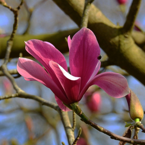 Magnolia liliiflora oil 1kg/1L OR above