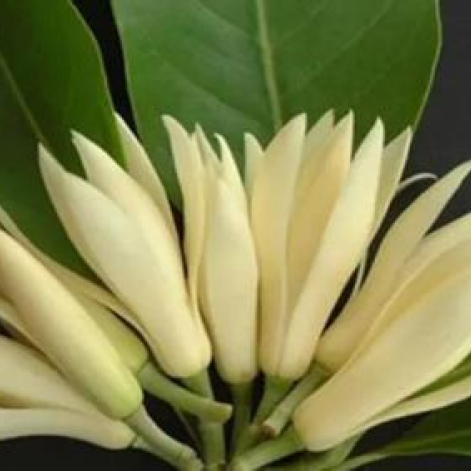 Michelia alba oil 1kg/1L OR above