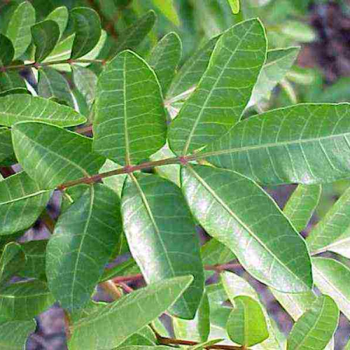 Schinus Terebinthifolius - Brazilian pepper leaf essential oil 