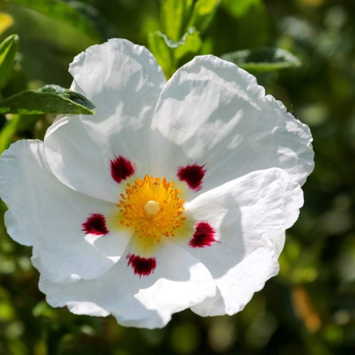 Cistus ladanifer oil 1kg/1L OR above