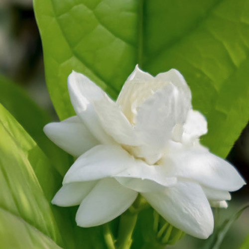 Jasminum grandiflorum - Moroccan Jasmine (Absolute)