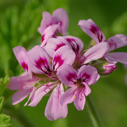 Pelargonium hortorum oil 1kg/1L OR above