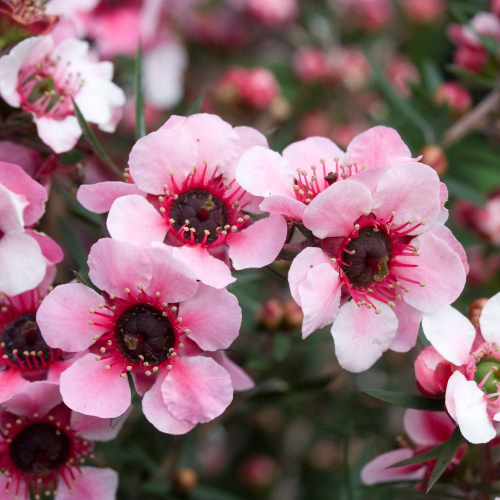 Leptospermum scoparium oil 1kg / 1L OR above
