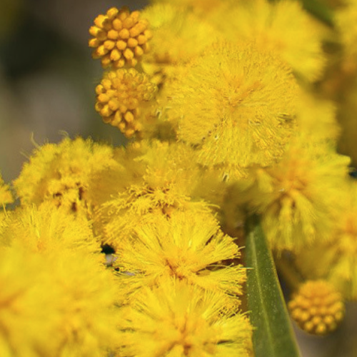 Acacia farnesiana - Cassie flower (Absolute)
