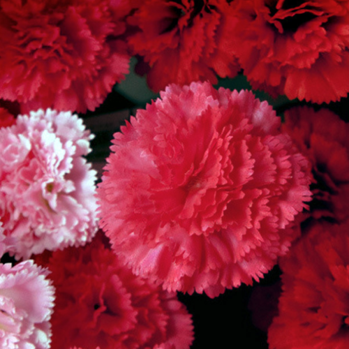 Dianthus caryophyllus - Carnation (Absolute)