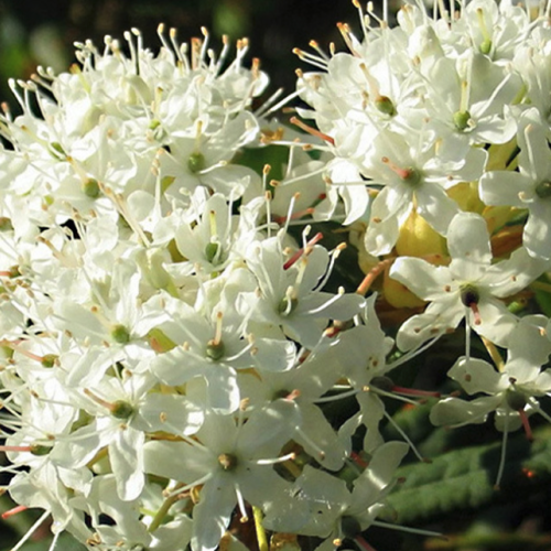 Ledum groenlandicum - Greenland Labrador Tea essential oil