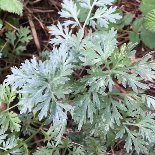 Artemisia Herba - alba Asso - White Wormwood essential oil