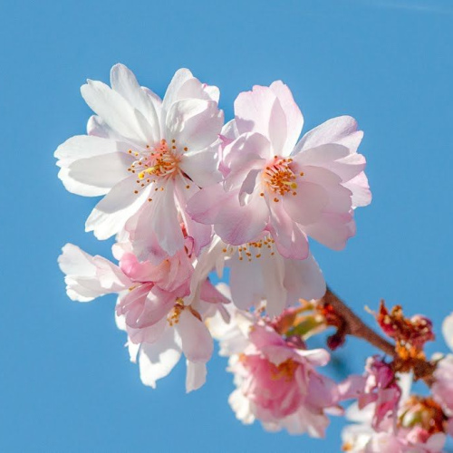 Prunus serrulata oil 1kg/1L OR above