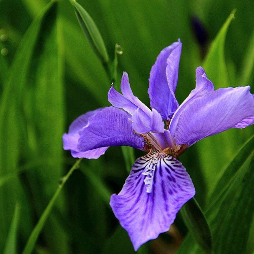 Iris florentina oil 1kg/1L OR above