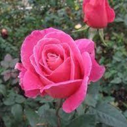 Rosa chinensis oil 1kg/1L OR above