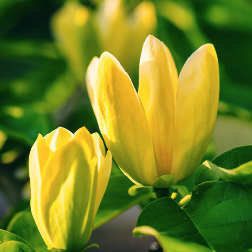 Michelia Champaca - Yellow Magnolia (Absolute)