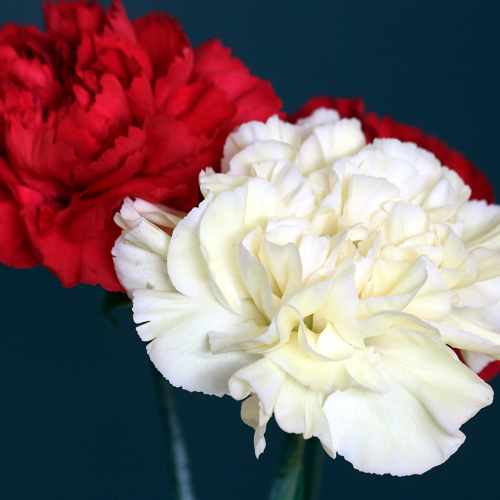 Dianthus caryophyllus oil 1kg/1L OR above
