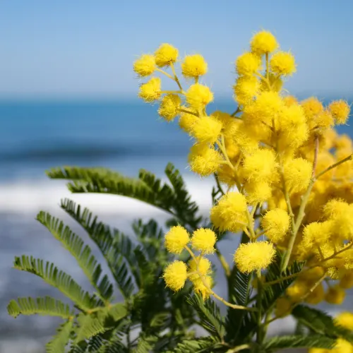 Acacia dealbata- Mimosa (Absolute)