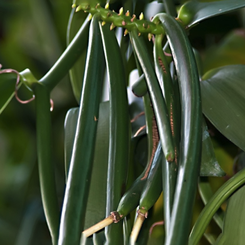 Vanilla planifolia - Vanilla essential oil