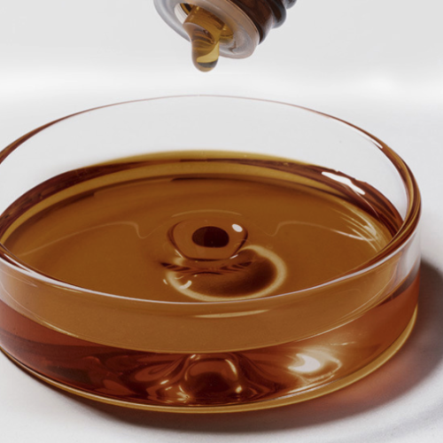 Tulipa gesneriana - Tulip Absolute