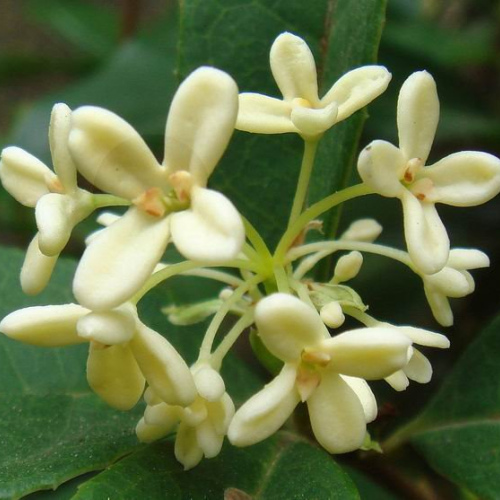 Osmanthus fragrans oil 1kg/ 1L OR above