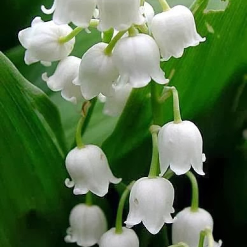 Convallaria majalis oil 1kg/1L OR above