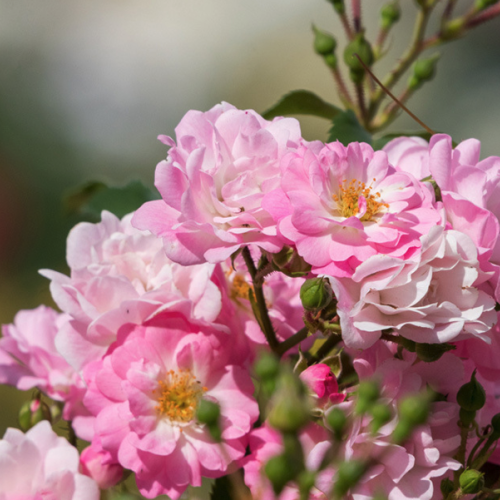 Rosa Gallica - Apothecary Rose (Absolute)