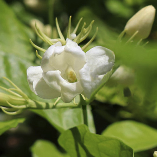 Jasminum Sambac - Jasmine essential oil 
