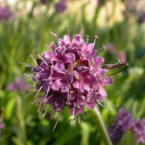  Nardostachys jatamansi  - Spikenard essential oil 