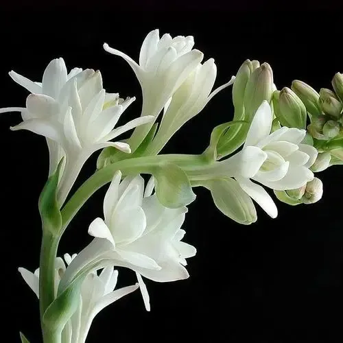 Polianthes tuberosa oil 1kg/1L OR above