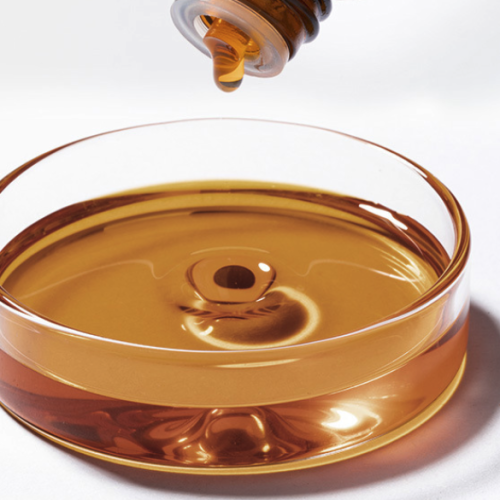 Lilium brownii - Lily (Absolute )