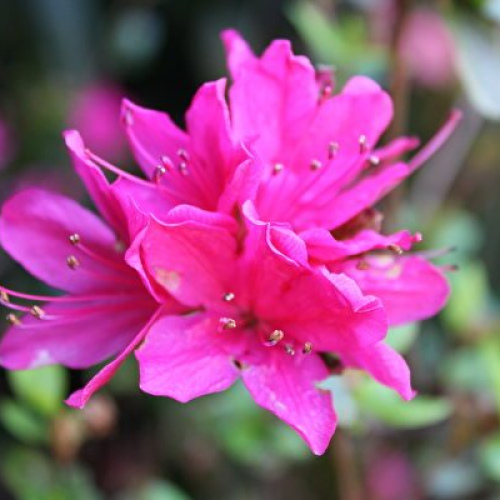 Rhododendron molle oil 1kg/1L OR above