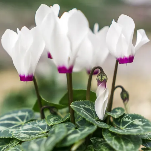 Cyclamen Persicum - Cyclaman Absolute