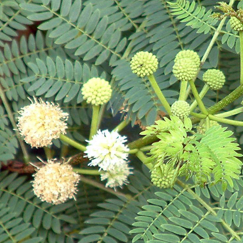 Leucaena leucocephala oil 1kg/1L OR above