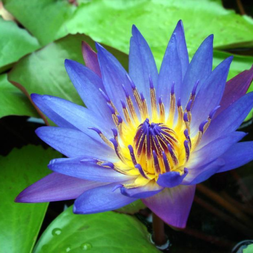 Nymphaea nouchali oil 1kg/1L OR above