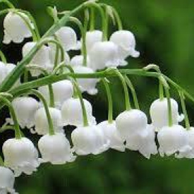 Convallaria Majalis - Lily of Valley Absolute