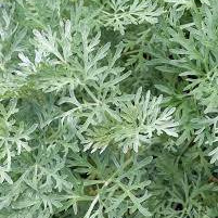 Artemisia Pallens - Davana essentisl oil