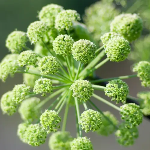 Angelica Archangelica - Angelica (Absolute)