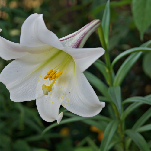 Lilium candidum oil 1kg /1L OR above