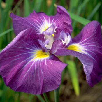 Viola odorata oil 1kg/1L OR above