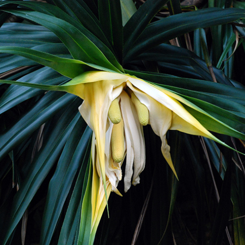 Pandanus odorifer - Kewra 
