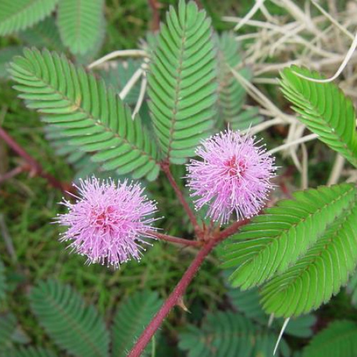 Minosa pudica Linn - Minosa Absolute