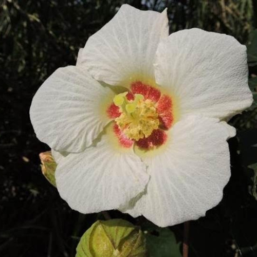 Hibiscus mutabilis oil 1kg/1L OR above